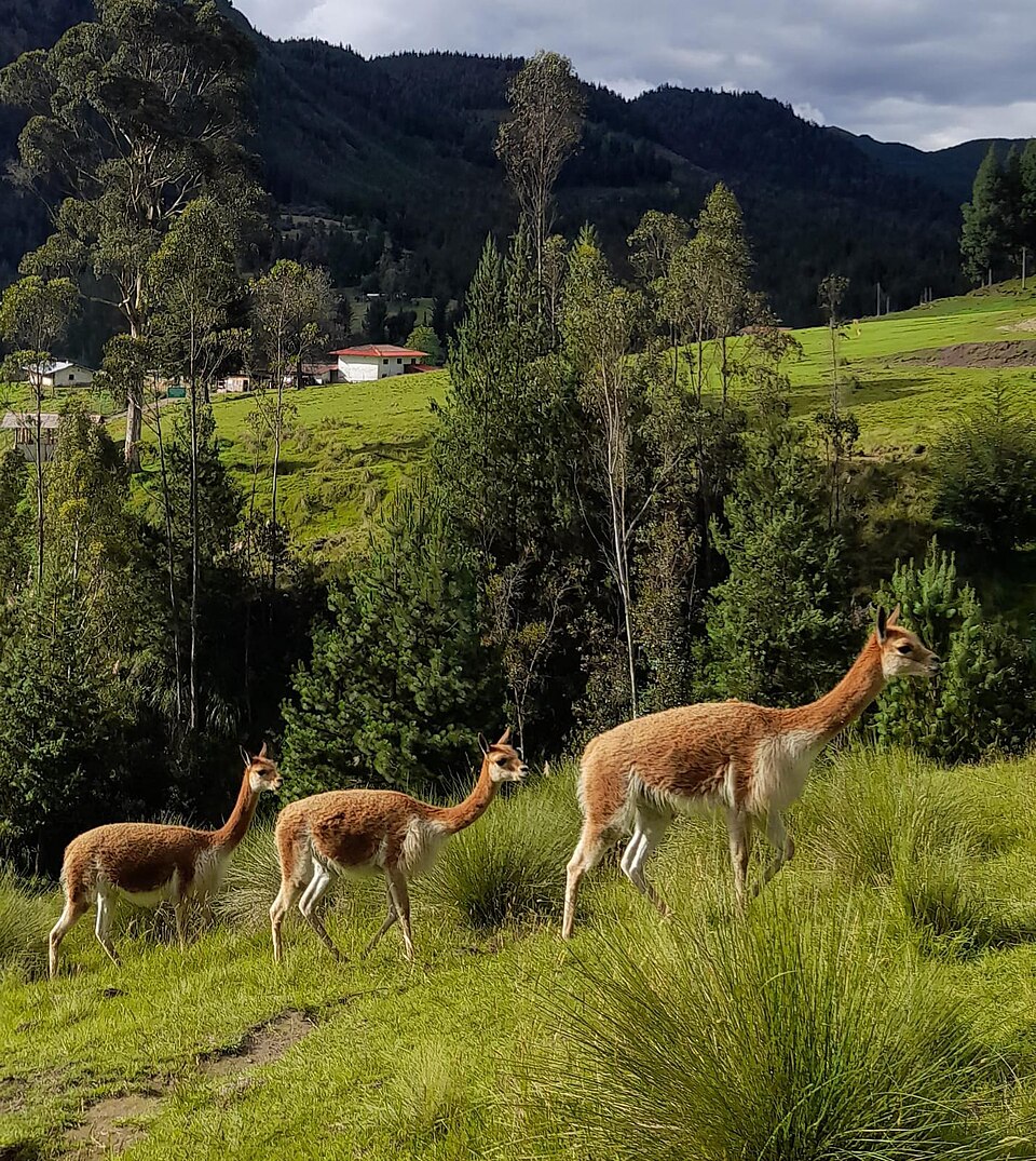 Vicuñas grazing in the highland pasture at Granja Porcón